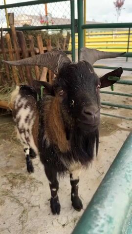 The video shows several goats in an enclosure. The enclosure appears to be an outdoor area with a concrete floor and a wooden fence. There is also a wooden structure in the background that may be a shelter. The goats are of various breeds and colors, and some are eating hay. One goat in the foreground has large, curved horns and a black and brown coat with white patches. The camera is held by a person who is likely visiting the enclosure. The video is shaky and moves around the enclosure, showing different angles of the goats and their surroundings.