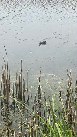 A single duck swims on the surface of a body of water. In the foreground, a cluster of tall reeds or cattails grows from the water, with some green grass blades also visible. The water is a muted gray and appears somewhat murky, with ripples visible on the surface. The duck is dark brown or black and is positioned in the upper middle portion of the frame, swimming away from the viewer. The overall scene is outdoors, with natural lighting suggesting daytime.