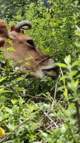 A brown cow with short, curved horns is partially obscured by lush green foliage. The cow's head is visible in the foreground, facing to the right, with its nose deep in the leaves. Its body is also visible, showing its ribs through its hide. The background consists of dense green vegetation and a cloudy sky.