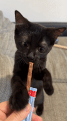 Black kitten sniffs and accepts a treat in Eberswalde