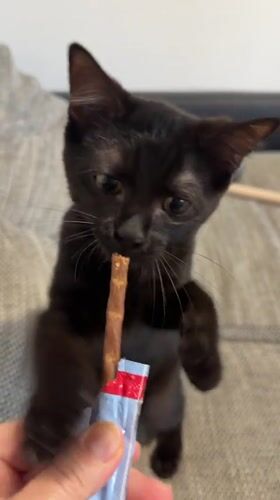 Black kitten sniffs and accepts a treat in Eberswalde