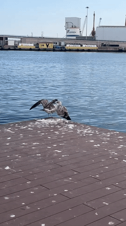Seagulls on a weathered pier in Tarragona