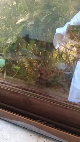 The video shows a close-up shot of a bearded dragon lizard behind glass. The lizard is red and brown with some black markings and is perched on a branch surrounded by green leaves. Sunlight streams through the foliage, creating a dappled effect. The lower portion of the video shows a wooden frame, suggesting the enclosure might be a terrarium or a window. The lizard appears alert and is looking towards the camera.