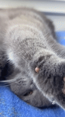 Gray Scottish Fold cat relaxes on star blanket