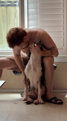 Man grooms large dog on indoor bench in Tel Aviv