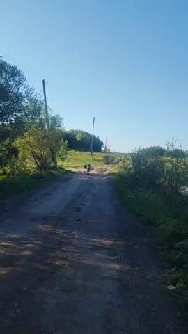 The video shows a dirt road leading through a grassy area with trees and bushes. In the distance, a dog is walking on the road. Further down the road, there is a body of water where two cows are standing. The sky is clear and blue.