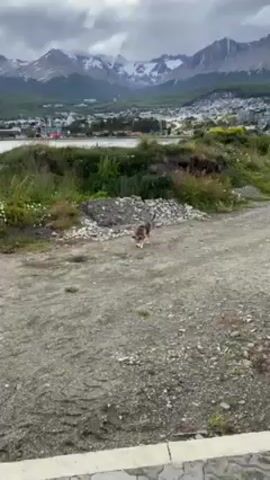 The video shows a beagle dog with a pink collar on a dirt ground. The background is a landscape with mountains covered in snow, water and a town. There is a lot of vegetation surrounding the dirt ground. The sky is cloudy. The dog appears to be sniffing the ground.