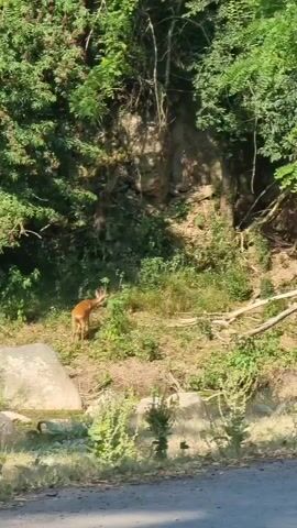 A brown deer walks through a wooded area. The deer is facing left and is partially obscured by foliage and fallen branches. The ground is covered in grass and dirt. The background consists of trees and a rocky embankment. The scene is lit by sunlight.