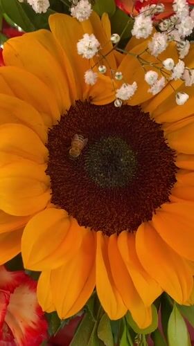 Flower market blooms captured by witnesses in La Paz