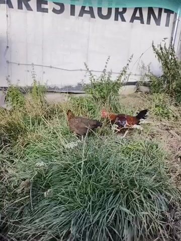 A video clip shows two chickens in a patch of overgrown grass. One chicken is brown and the other is red and black. They appear to be pecking at the ground. In the background, a sign is visible with the word "RESTAURANT" written in large black letters. The sign is partially obscured by the greenery. The overall scene is outdoor and appears somewhat unkempt.