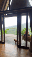 Woman and poodle share quiet morning at Indonesian mountain cabin