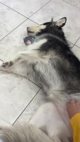 A husky dog is lying on its back on a tiled floor, with its paws in the air. A person's hand is visible, petting the dog's belly. The dog is wearing a patterned bandana around its neck. The dog opens its eyes and looks at the camera.