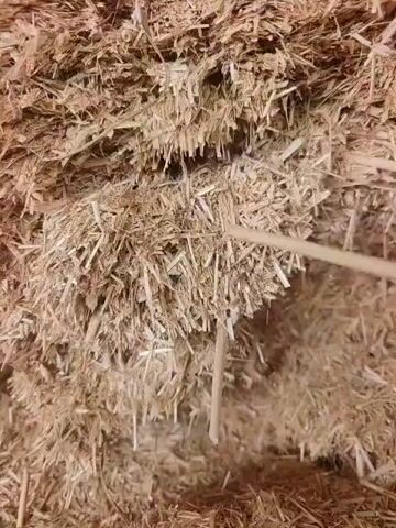 A close-up shot shows a hand holding a stick and probing a large pile of dry hay or straw. The stick is used to disturb the material, causing some pieces to move and shift. The lighting appears to be artificial, and the background is entirely filled with the textured hay.