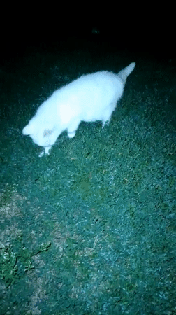 Cats and nighttime nature in Ustyvytsia, Ukraine