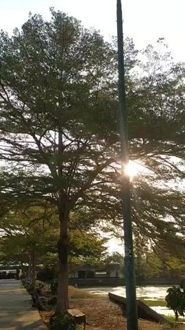 A vertical video displays a silhouetted tall tree with a street light pole in front of it, blocking part of the tree. Sunlight shines through the branches of the tree, creating lens flare. The background shows a body of water with some greenery. The sky is clear. The video appears to be taken outdoors during the daytime.