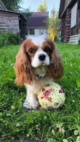 A Cavalier King Charles Spaniel dog is sitting in green grass next to a dirty, yellow soccer ball. The dog has brown and white fur and is looking towards the camera. There are two wooden buildings in the background, one on the left and one on the right. The sky is visible above the buildings, and the sun appears to be setting. The video is a short, still shot of the dog and its surroundings.