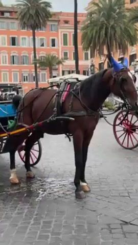 The video shows a brown horse harnessed to a carriage standing on a cobblestone street. The horse has blue ear covers.  In the background, there is a light colored building with multiple windows, as well as palm trees.