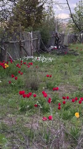The video shows a garden filled with red tulips, interspersed with a few yellow and white ones, surrounded by trees with bare branches. A dilapidated wooden fence is visible in the background, along with a pile of wood. The grass is green and unkempt, with tree stumps scattered throughout. The sky is overcast and suggests an early evening or morning light. There are no people or animals in the video.