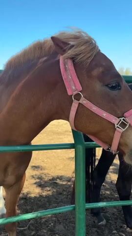 The video shows a brown horse wearing a pink halter, standing in a corral on a sunny day. The horse is the primary focus, positioned behind green metal bars. Another, darker horse is partially visible behind it. The ground is a mix of dirt and straw. The sky is bright blue and clear. A white building with a green roof is visible in the background, along with other horses. Someone is speaking in the background.