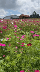Woman harvests strawberries at Kintamani flower farm