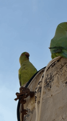Green parrots share feeding moment on rooftop structure
