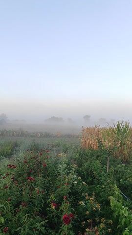 A misty field at sunrise. The left side of the frame is a pale sky with a soft gradient of light blue and white, indicating the early morning fog. The right side of the frame shows a field divided into two sections. The foreground is filled with dense green foliage, with some hints of red flowers at the very bottom. Behind this, a row of corn stalks stands tall, some with dried yellow leaves, suggesting it might be late summer or early autumn. The mist obscures the background, creating a hazy and ethereal atmosphere, with the shapes of trees faintly visible in the distance. The camera is positioned low to the ground, looking across the field. The overall impression is one of a quiet, cool morning in a rural setting. There are no people or animals visible.