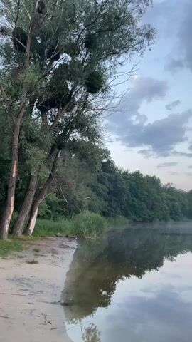 This media file captures a serene natural landscape at dawn. The scene is set beside a tranquil river, with a sandy bank in the foreground. Tall trees with lush green foliage line the opposite bank, creating a dense forest. The water's surface is calm, reflecting the sky and the surrounding trees like a mirror. A light mist hovers over the water, suggesting the cool, early morning air. The sky is a mix of pale blue and soft gray, with scattered clouds, indicating a day that is just beginning to brighten. The overall mood is peaceful and tranquil, evoking a sense of quietude and natural beauty. There is no visible text in the media file. The time of day is dawn. The weather appears mild and slightly misty. The location is Zarichne, Ukraine.