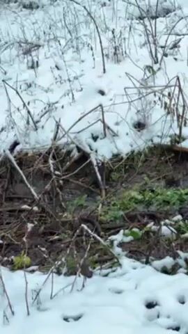 The video shows a wintry scene. The foreground features snow-covered ground with some bare vegetation peeking through. A small stream or gully runs through the scene. The camera then pans up to reveal a dense forest of tall evergreen trees, their branches heavily laden with snow. The sky is overcast. The video is static and focuses on the natural environment.