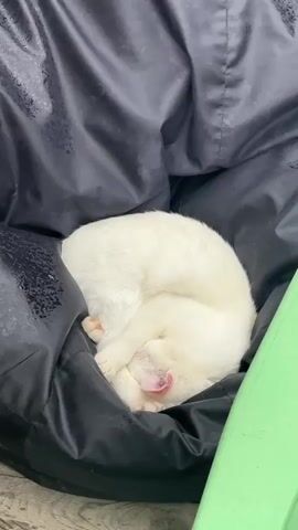 A white cat is curled up asleep in a black bean bag chair. The cat is on its side with its head tucked into its body. The cat's eyes are closed and its ears are relaxed. The bean bag chair is in a room with a light-colored floor.