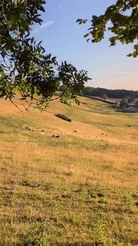 The video pans across a rolling, sun-drenched pasture. In the foreground, dry, golden grass is interspersed with sparse green vegetation and small plants. The middle ground features a sloping field dotted with sheep grazing peacefully. In the background, a cluster of buildings, possibly a farm, is nestled in the valley. Further beyond, a tree-lined hill rises, casting long shadows in the warm light of what appears to be late afternoon or early morning. The scene is framed by the dappled leaves of a tree in the upper portion of the video. The sky is a clear, pale blue.