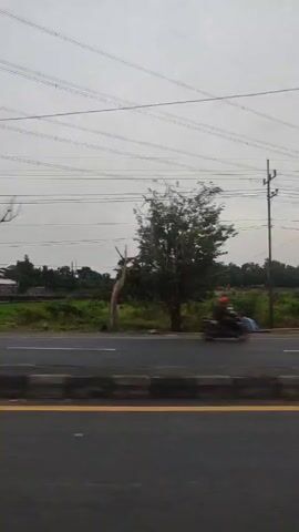 Here is a concise description of the video:

The video, likely taken from a moving vehicle, shows a view of a highway with a median barrier, separating traffic going in opposite directions. Motorbikes are visible on the highway, moving in the same direction as the camera. The background features a mix of vegetation, trees, and buildings under an overcast sky, with power lines stretching across the top of the frame.