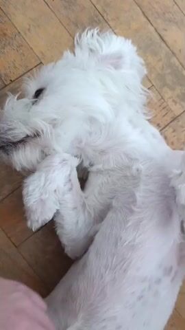 A white dog is lying on its back on a wooden floor, with a person's hand gently petting its belly. The dog appears to be relaxed and possibly sleeping, with its eyes closed. The hand is moving in a slow, soothing motion across the dog's fur. The environment is a room with light-colored wooden floorboards.