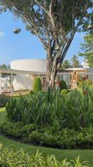 Resort garden with large gnarled tree documented in Thailand