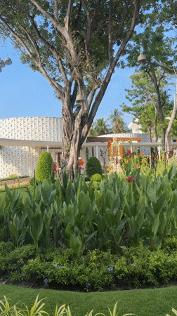 Resort garden with large gnarled tree documented in Thailand