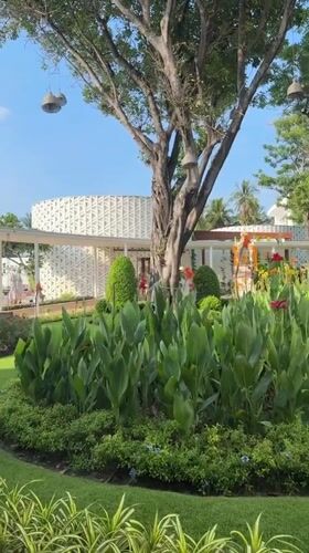 Resort garden with large gnarled tree documented in Thailand