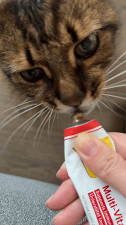 Tabby cat snack time, then Kyiv residential towers at dusk