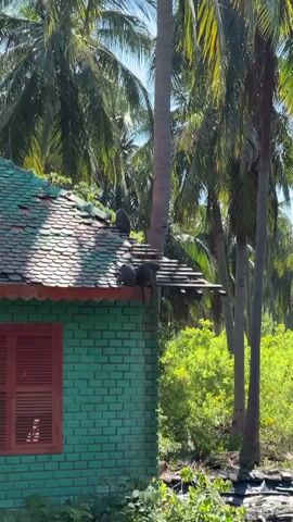 A video clip opens showing a close-up of a green brick building with a red-shuttered window. The roof is covered in a patterned green tile. A tall palm tree trunk rises from the roof and through a small, wooden platform attached to the side of the building. On this platform and on the edge of the roof, four monkeys are visible. The video then pans up to show a cluster of tall palm trees against a clear blue sky. The leaves of the palm trees are lush and green, with some appearing to be swaying slightly. The lighting suggests it is daytime.