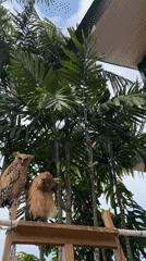 Two owls on a wooden perch, one preening, one staring