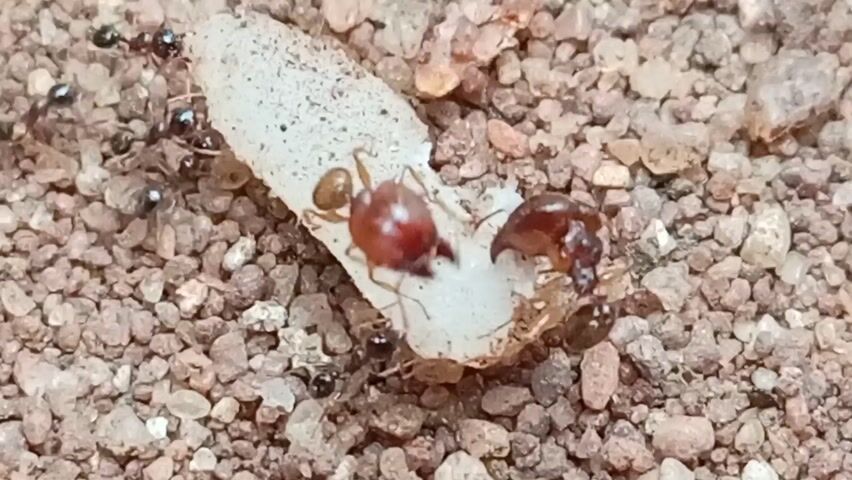 The video shows a close-up of ants, some black and some reddish brown, surrounding a small, white object on a bed of small pebbles. The ants appear to be interacting with the white object, possibly trying to move it or feed on it. The environment appears to be dry and sandy.
