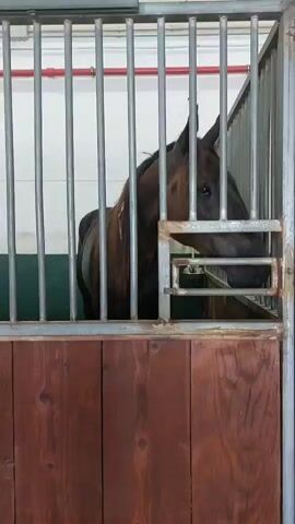 The video shows a brown horse in a stall. The horse is mostly facing the camera, with its head turned slightly to the left. The stall has metal bars in the front and wooden planks at the bottom. The background appears to be indoors, possibly a stable, with white walls and some red pipes visible. The horse blinks and shifts its weight. Someone off-camera asks, "You want to drink something?"