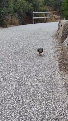 A small bird with brown and white plumage stands on a paved path. The bird is facing the camera and appears to be pecking at the ground. The path is surrounded by dry vegetation and rocks. In the background, a wooden fence and trees are visible. The lighting suggests it is daytime.