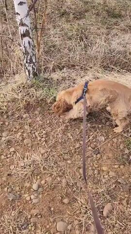 A golden-colored cocker spaniel puppy on a brown leash is sniffing around a birch tree in an area with dry grass and small rocks. The puppy is wearing a blue harness. The camera angle is from the perspective of the person holding the leash. The lighting is bright, suggesting it's daytime.