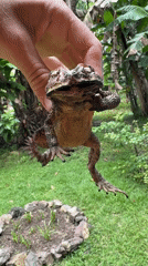 Woman holds toad during early morning encounter in Indonesia