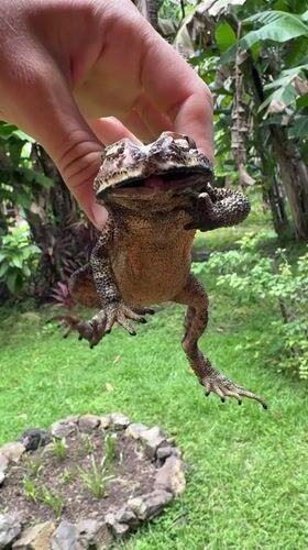 Woman holds toad during early morning encounter in Indonesia