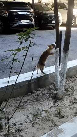 Cats, street life, and summer morning scenes in Tashkent