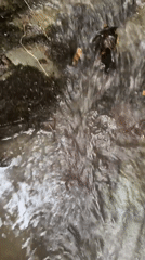 Close-up views of a leaf-strewn autumn stream in Azerbaijan