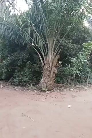 The video shows a palm tree located near a dirt road. Behind the palm tree, there is dense green vegetation. The camera pans slowly to the left, revealing a glimpse of a small building painted with blue trim in the background. The setting appears to be a rural or semi-rural area.