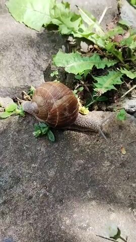 A snail with a spiral shell is slowly moving across a textured grey stone surface. The snail is the main subject of the video, captured in a close-up view. Its body is elongated and appears slimy, with two antennae extended forward. Small green plants are growing around the snail and on the stone. In the background, larger green leaves and some dry debris are visible, suggesting an outdoor setting. The lighting indicates it is daytime, with shadows cast on the stone, hinting at sunlight. The overall mood is calm and natural, focusing on the slow, deliberate movement of the snail. The location context provided is "Синяк, Ukraine," which implies the scene is set in this specific region. There is no visible text in the media file.