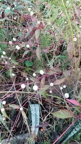 The video shows a close-up view of a patch of ground covered with dense vegetation. The plants have thin, reddish-purple stems with small, round, white flowers clustered along them. Some of the leaves are also tinged with red. The ground is covered in leaf litter and other plant debris. In the foreground, a portion of what appears to be a snake's skin or a patterned object with black and white stripes is visible. The overall impression is of a wild, natural environment, possibly a forest floor or a dense garden.