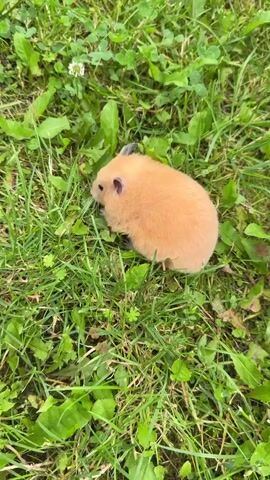 A hamster with light brown fur sits on green grass. The hamster is facing left, with its head turned slightly to the left. Its ears are small and dark. The grass is tall and lush, with some small white flowers and green clover scattered throughout. The hamster is partially obscured by the grass.